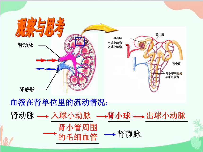 济南版生物七年级下册 3.4.1尿液的形成和排出 课件（23张PPT）