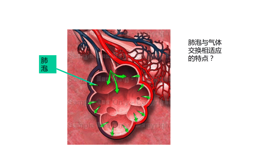 第3单元第2章第1节《人体与外界的气体交换》课件(共19张PPT)