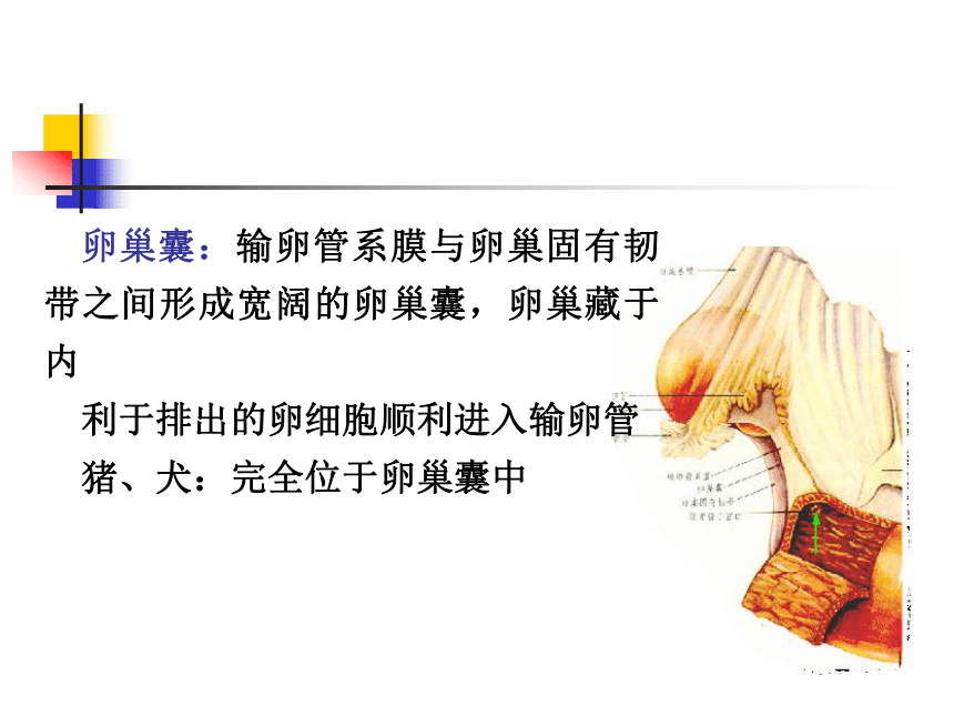 8 生殖系统-1  课件(共63张PPT) 《畜禽解剖生理学》同步教学（高教版）