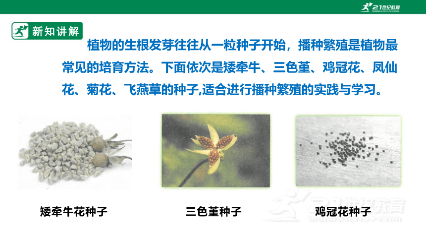 【新课标】浙教版七下项目二任务一《花卉的播种繁殖》课件