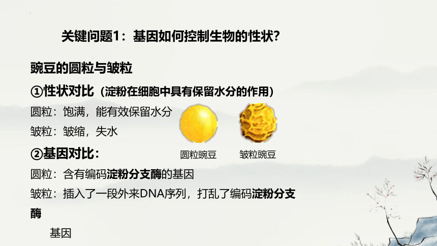 4.2基因表达与性状的关系-教学课件-(共46张PPT2份视频)人教版（2019）必修2