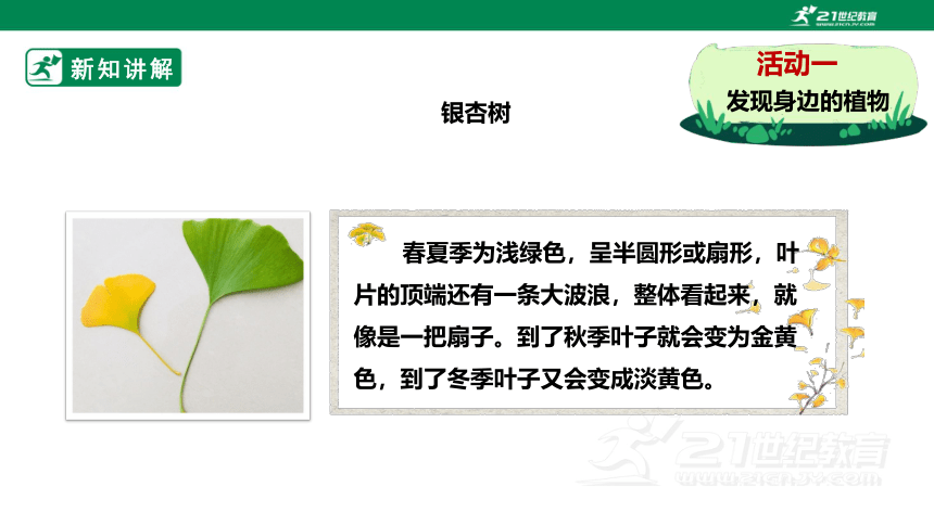 【新课标】4.14《校园里的植物》课件