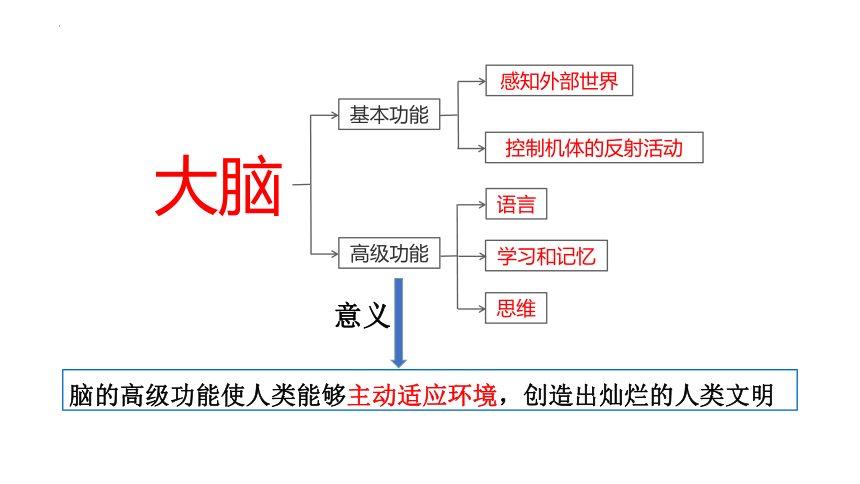 生物人教版2019选择性必修1 2.5 人脑的高级功能（共22张ppt）