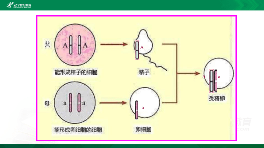 7.2.3 基因的显性和隐性课件（共31张PPT）