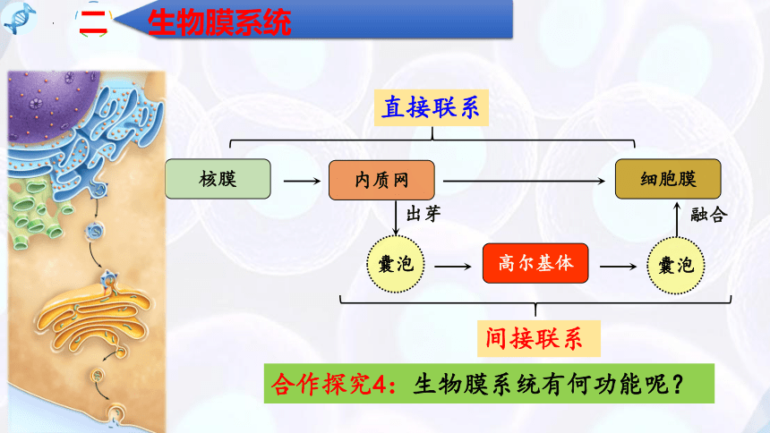 3.2细胞器之间的分工合作（第3课时）(课件共15张PPT)