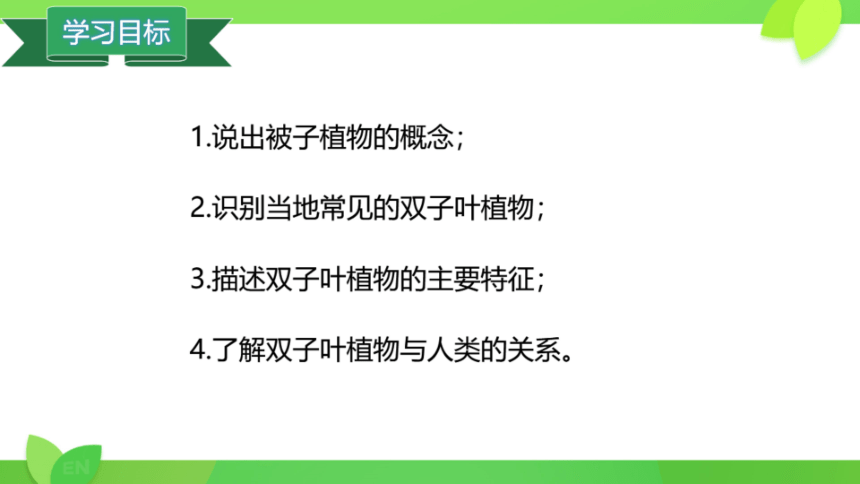 冀教版七年级上册 第一单元 第三章  第六节 被子植物 双子叶植物课件（共20张PPT）