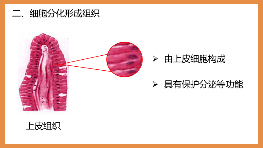 2.2.2动物体的结构层次 课件2022-2023学年人教版生物七年级上册(共19张PPT）