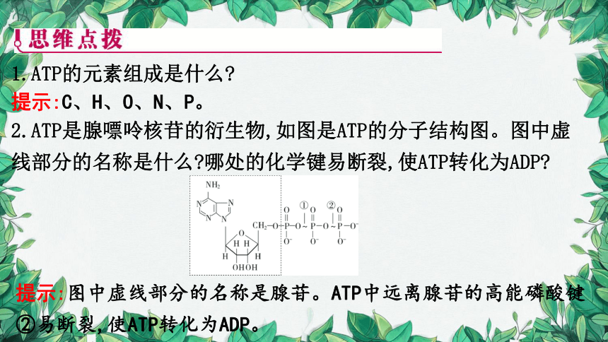浙科版（2019）生物必修一 第三章第一节 ATP是细胞内的“能量通货”课件(共31张PPT)