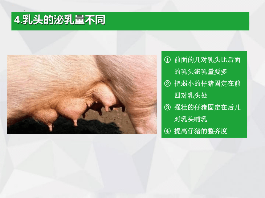 1.6哺乳母猪饲养管理 课件(共20张PPT)《猪鸡生产》同步教学（中国农业出版社）