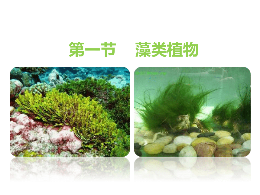 鲁科版（五四学制）六年级生物下册课件 3.1.1 藻类植物 ( 12张PPT )