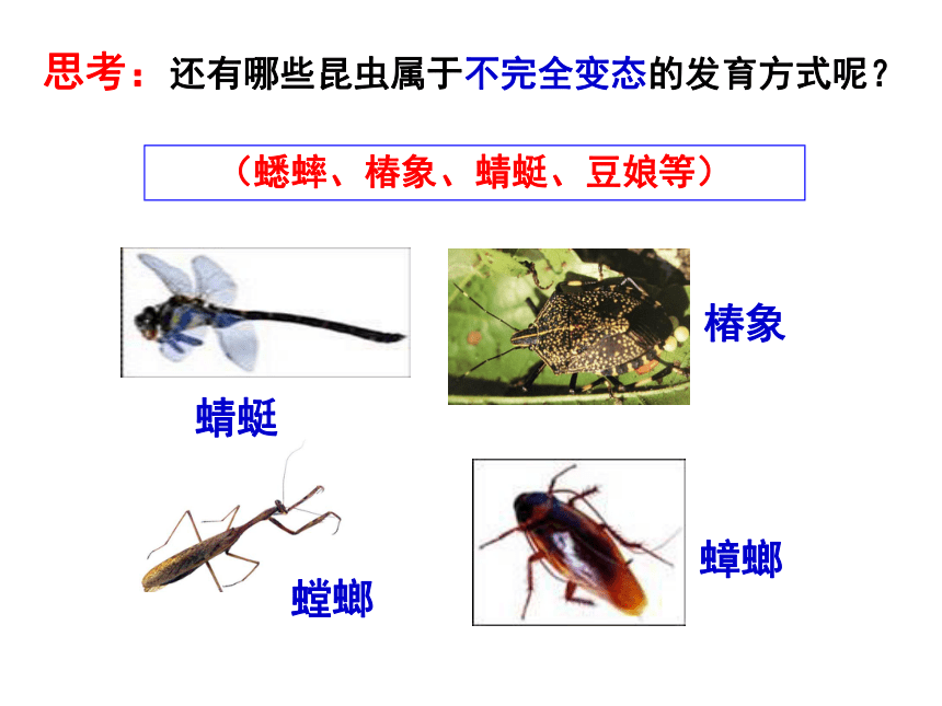 北师大版 八年级上册 19.2 动物的生殖和发育课件(共19张PPT)