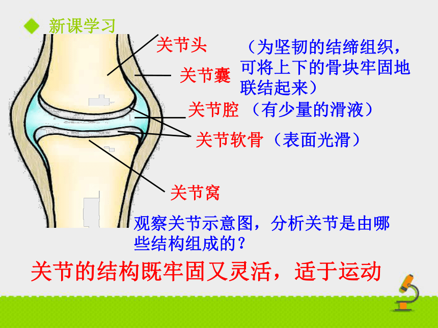 第二节 动物运动依赖于一定的结构 课件（23张PPT）