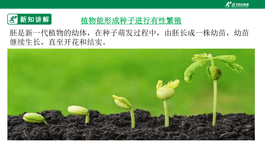 北师大版6.19.3 植物的生殖方式-2022-2023学年八年级生物上册同步课件（（含38张ppt））