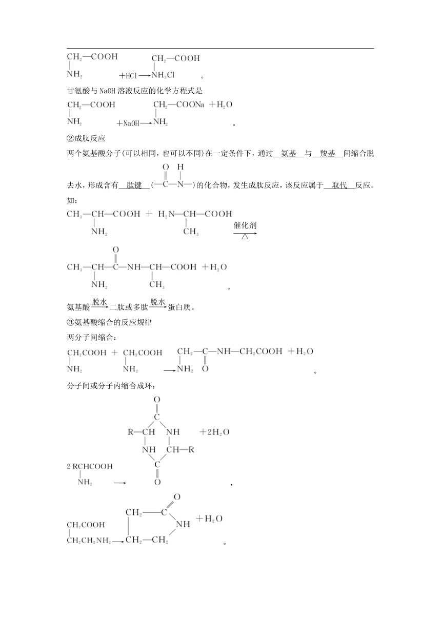 第四章 生物大分子  第二节  蛋白质-2022-2023学年高二化学人教版(2019)选择性必修3（学案）（含答案）