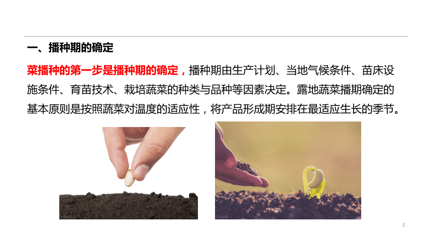 2.1.2播种技术 课件(共20张PPT)-《蔬菜生产技术》同步教学（中国农业出版社）