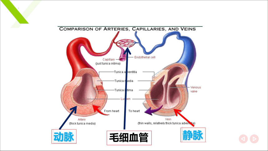 7.1.2血管 课件(共19张PPT)《畜禽解剖生理（第四版）》同步教学(高教版)
