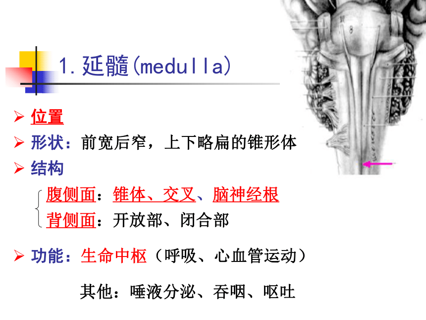 11 神经系统-4 课件(共80张PPT)- 《畜禽解剖生理学》同步教学（高教版）