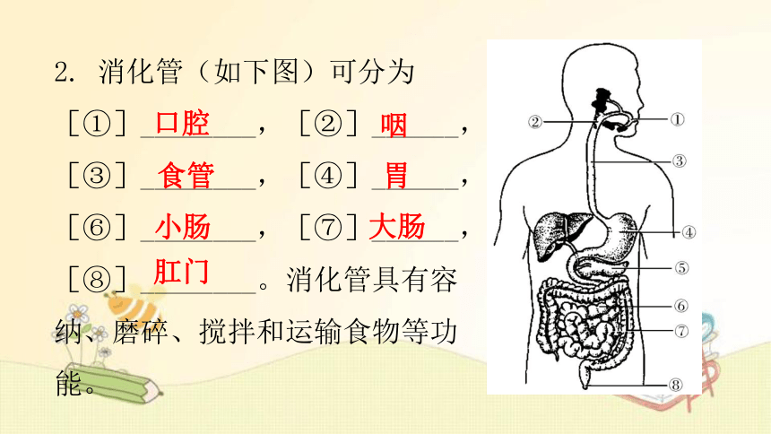 4.8.2 食物的消化和营养物质的吸收  第1课时复习 课件(共32张PPT) 北师大版七年级生物下册