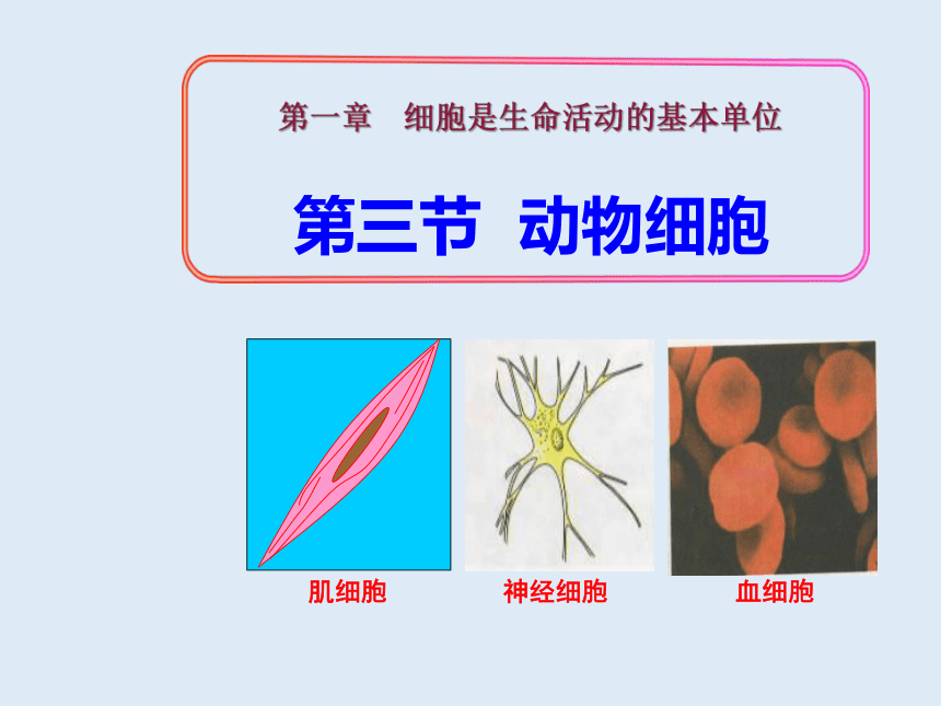 人教版七年级生物 上册 第二单元 第一章 第三节 动物细胞 课件（共32张PPT）