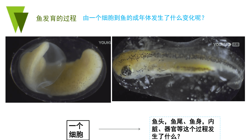 2022-2023学年七年级上册生物第二单元第二章第二节 动物体的结构层次-同步备课精制课件(共21张PPT)