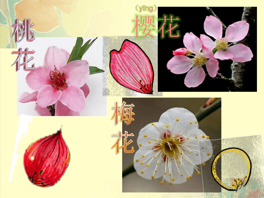 第6课 花儿朵朵 课件(共18张PPT)