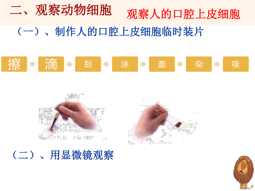 2.1.3 动物细胞  课件(共29张PPT)2022-2023学年人教版生物七年级上册