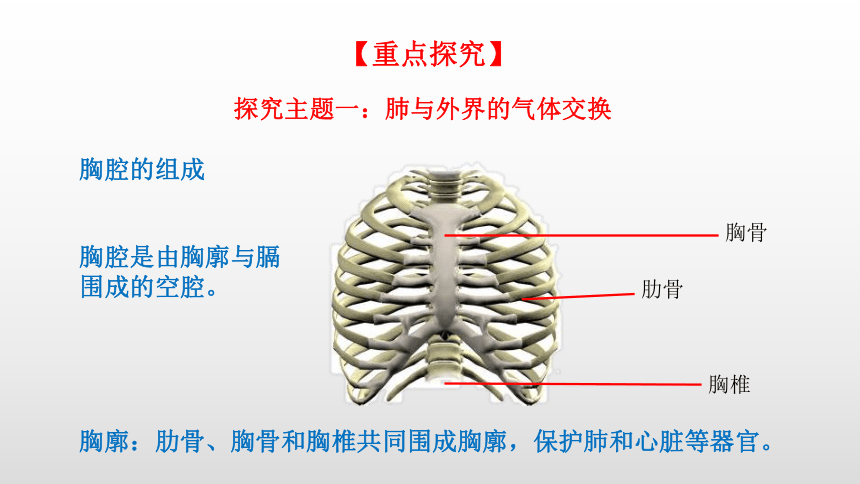 2021-2022学年人教版生物七年级下册4.3.2发生在肺内的气体交换课件(共24张PPT)