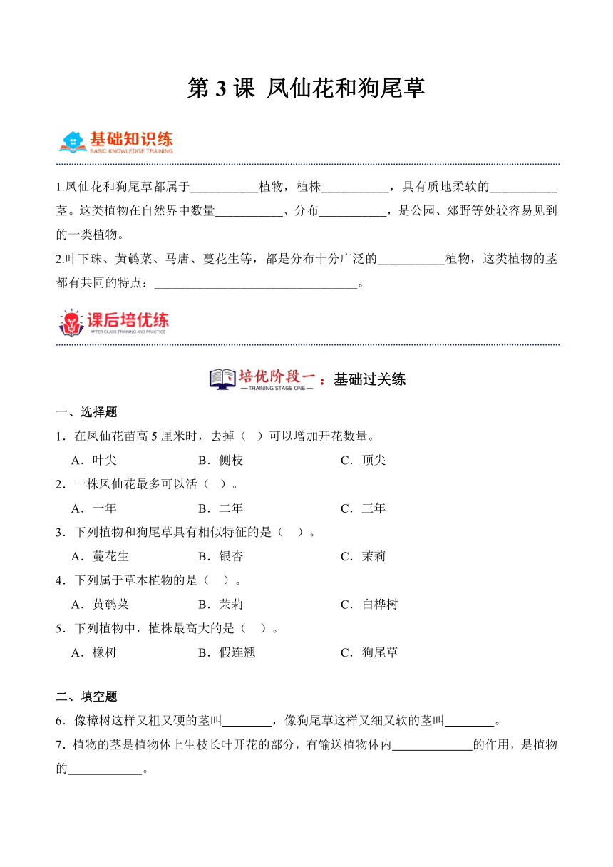 2023-2024学年科学四年级下册（粤教粤科版）第3课凤仙花和狗尾草（同步阶段练习）（含解析）