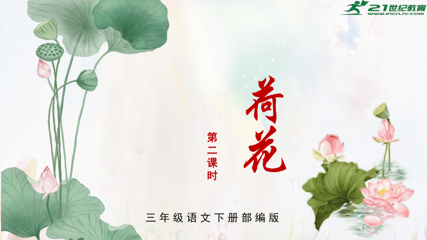 第3课《荷花》  第二课时  课件