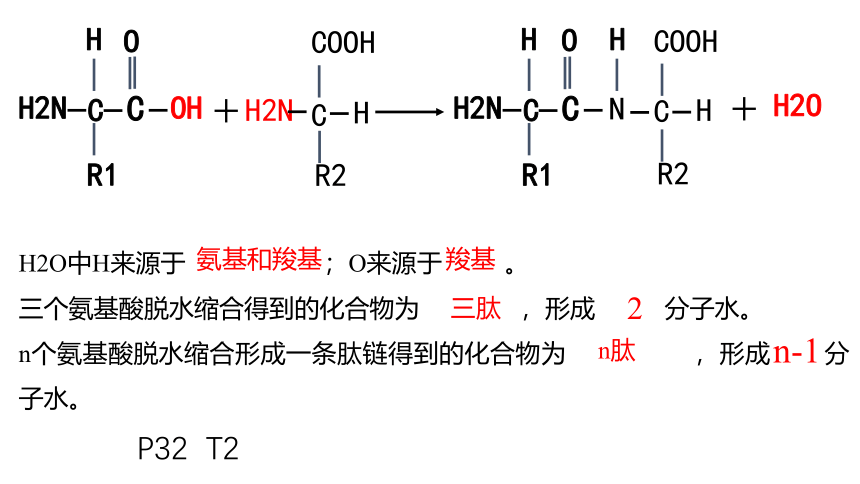 2021-2022学年高一上学期生物人教版必修一2.4蛋白质是生命活动的主要承担者 课件（共24张PPT）