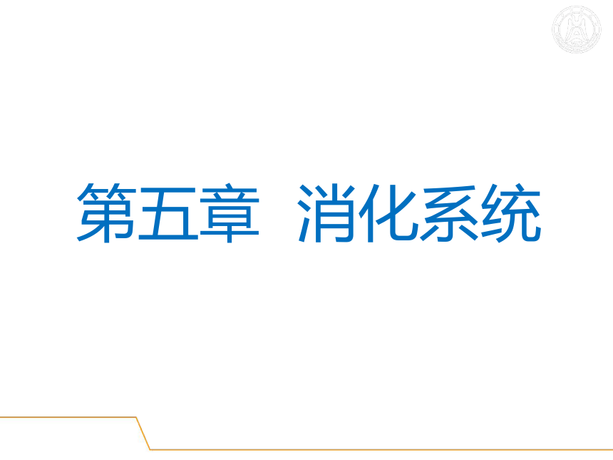 5.消化系统-3  课件(共51张PPT) - 《畜禽解剖生理学》同步教学（高教版）