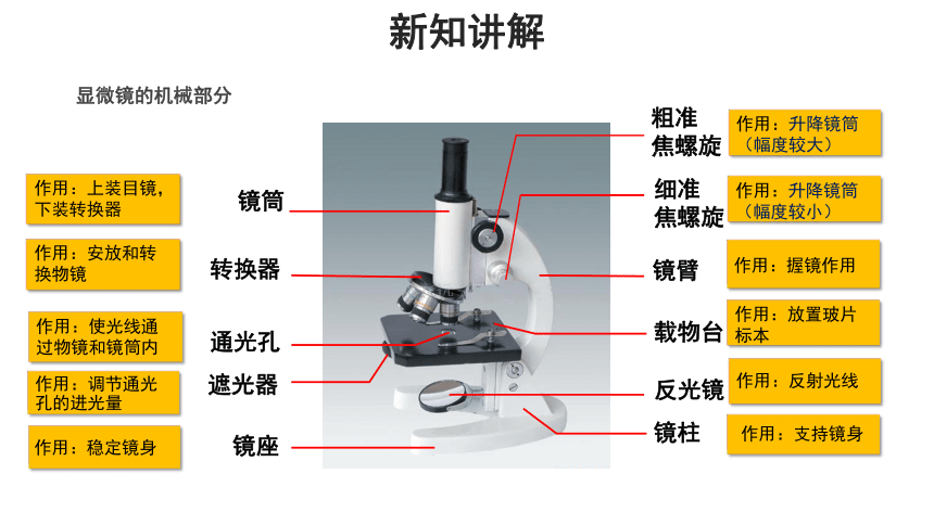 人教版七年级上册 第一节 练习使用显微镜 课件(共13张PPT)