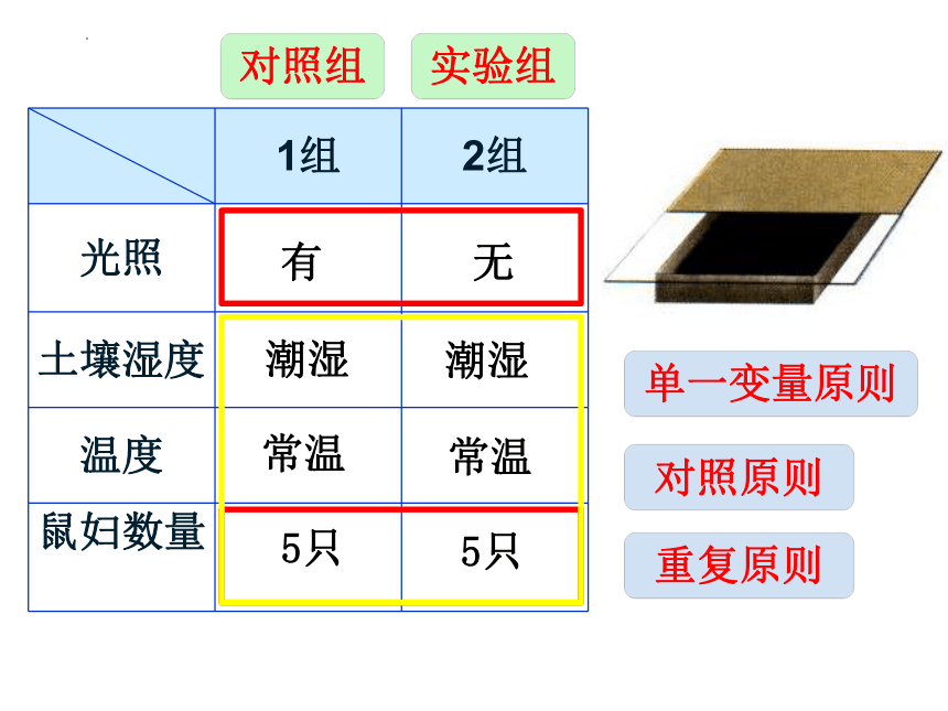 3.2.1种子的萌发  课件(共19张PPT)2022-2023学年人教版七年级生物上册