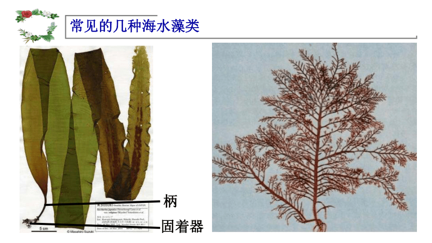 3.1.1藻类、苔癣和蕨类植物  课件(共20张PPT)2022-2023学年人教版生物七年级上册