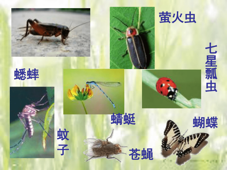苏教版（2017秋） 四年级下册 第三单元 昆虫11.探究昆虫的奥秘课件(共14张PPT)