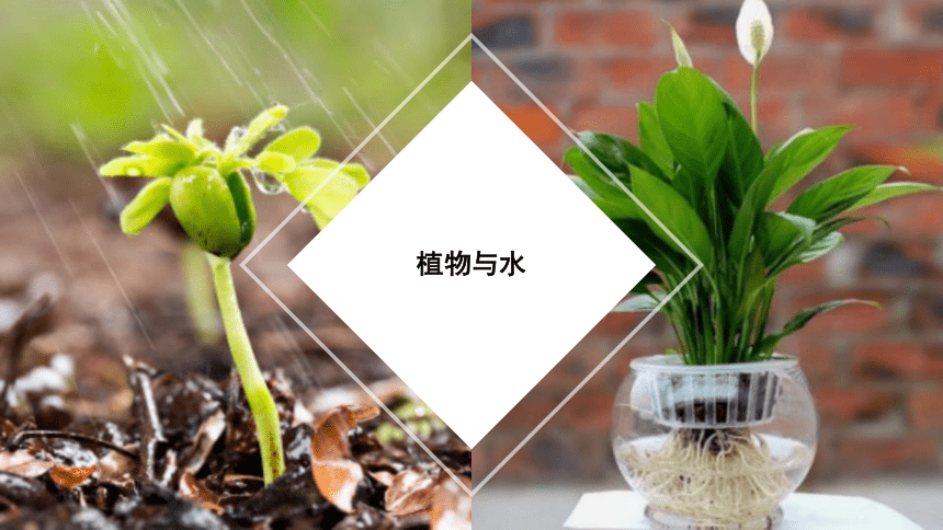 专题06 绿色植物与生物圈的水循环（课件）-2022-2023学年七年级生物上学期期中期末考点大串讲（人教版）(共20张PPT)