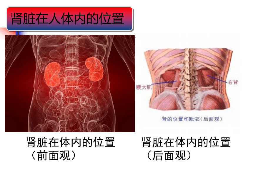 2021--2022学年北师大版生物七年级下册 11.2尿的形成与排出  课件（共35张PPT）