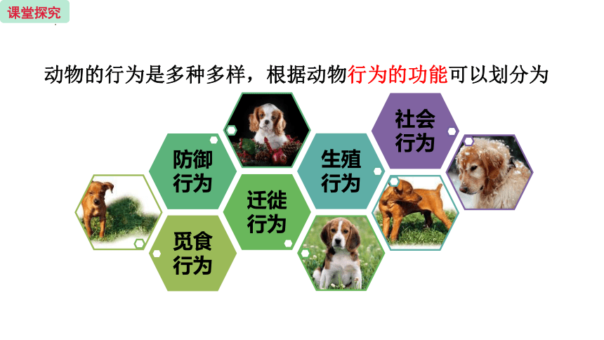 6.18.1动物行为的主要类型课件（共27张PPT）2022-2023学年苏教版生物八年级上册