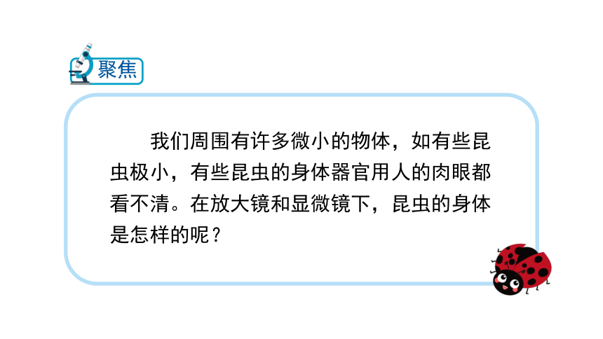 教科版（2017秋）六年级上册科学1.3 观察身边微小的物体 （课件17张ppt）