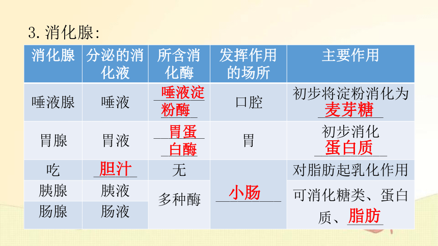 4.8.2 食物的消化和营养物质的吸收  第1课时复习 课件(共32张PPT) 北师大版七年级生物下册