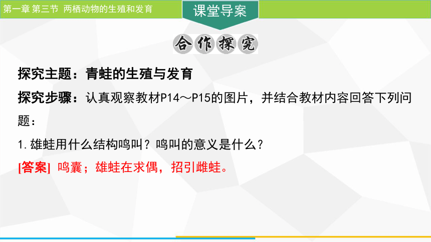 7.1.3 两栖动物的生殖和发育  课件(共21张PPT) 人教版生物八年级下册