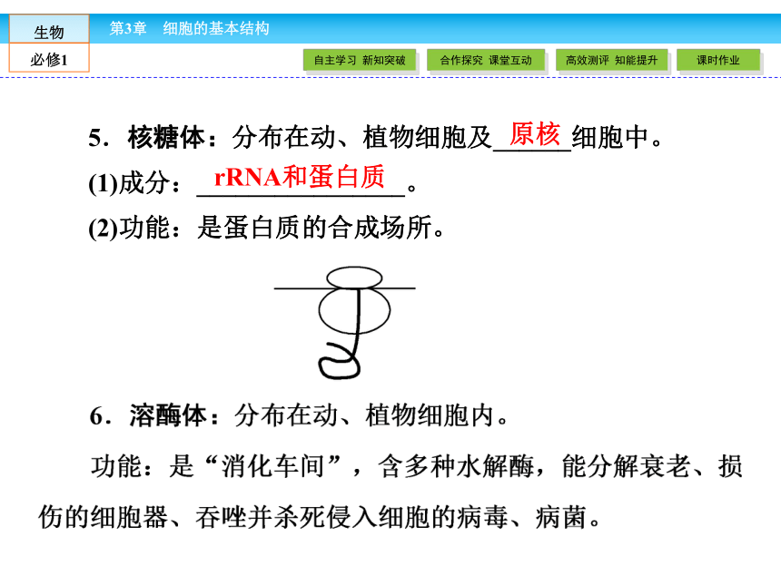 （人教版）高中生物必修一：3.2《细胞器——系统内的分工合作》课件（共 78张PPT）