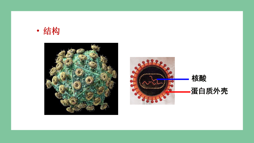 2.3.1 病毒 2023-2024学年初中生物济南版七年级上册课件(共30张PPT)