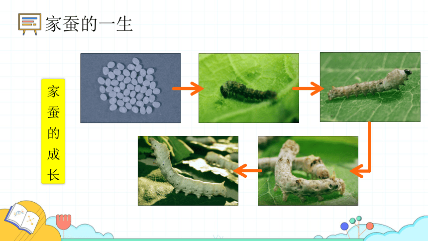 7.1. 2昆虫的生殖和发育课件(共29张PPT)