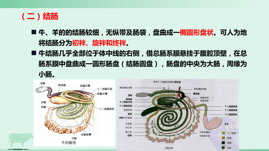 3.2 消化腺的识别 肠肝和胰 课件(共21张PPT)《畜禽解剖生理（第四版）》同步教学(高教版)