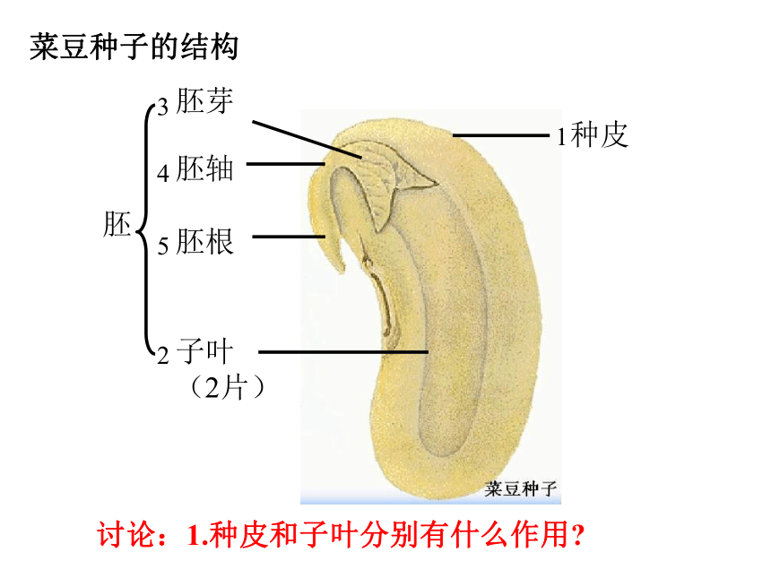 初中生物人教版七年级上册3.1.2种子植物（第一课时）课件(共22张PPT)