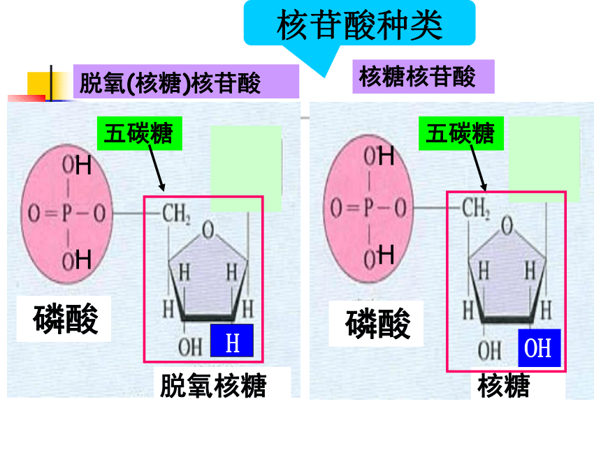 2021——2022学年高一上学期生物人教版必修1  2.3遗传信息携带者——核酸 课件（55张PPT）