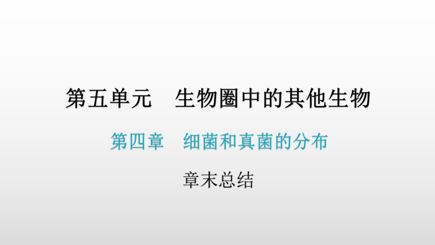 人教版生物八年级上册 第五单元 第四章 细菌和真菌章末总结课件（共39张PPT）