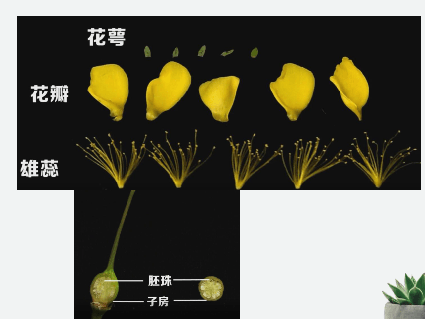 3.2.3开花和结果  课件(共27张PPT)2022-2023学年人教版七年级生物学上册