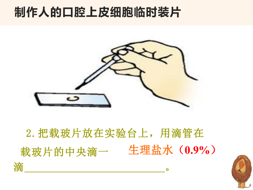 2.1.3 动物细胞  课件(共29张PPT)2022-2023学年人教版生物七年级上册